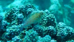 Spotted hawkfish, Pixy hawkfish, Coral Hawkfish at Le Meridien Maldives House Reef