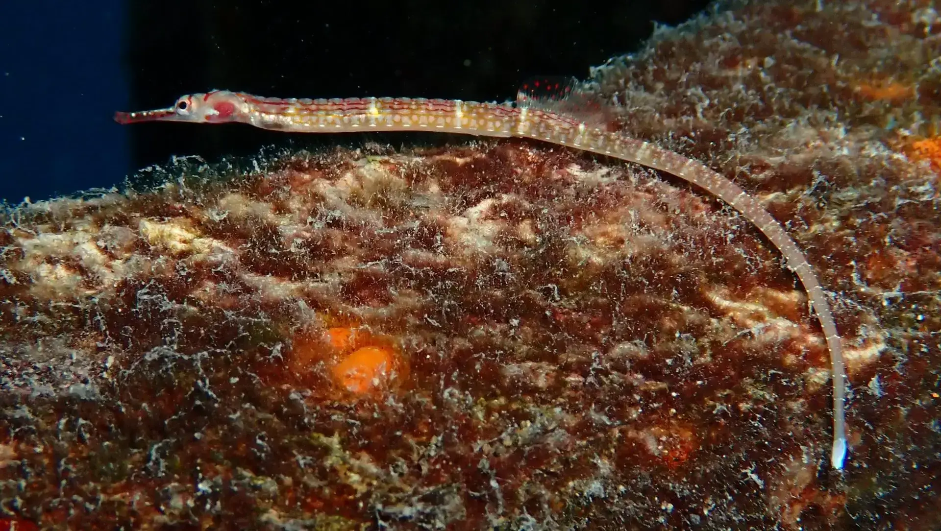 Red-cheeked pipefish