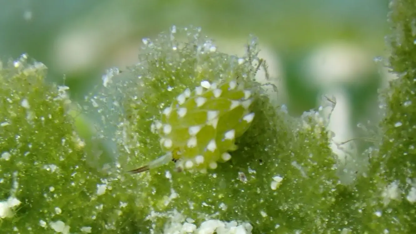 Shaun the sheep slug Leaf slug Leaf sheep at Le Meridien Maldives House Reef