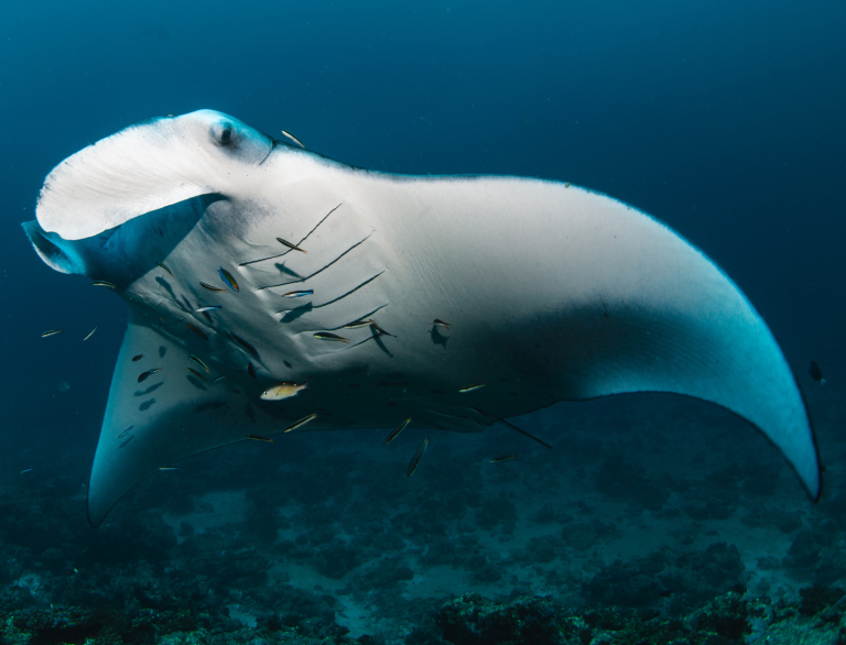 Cleaning Fishes at work on a Manta Ray. The scene was captured during Scuba Diving