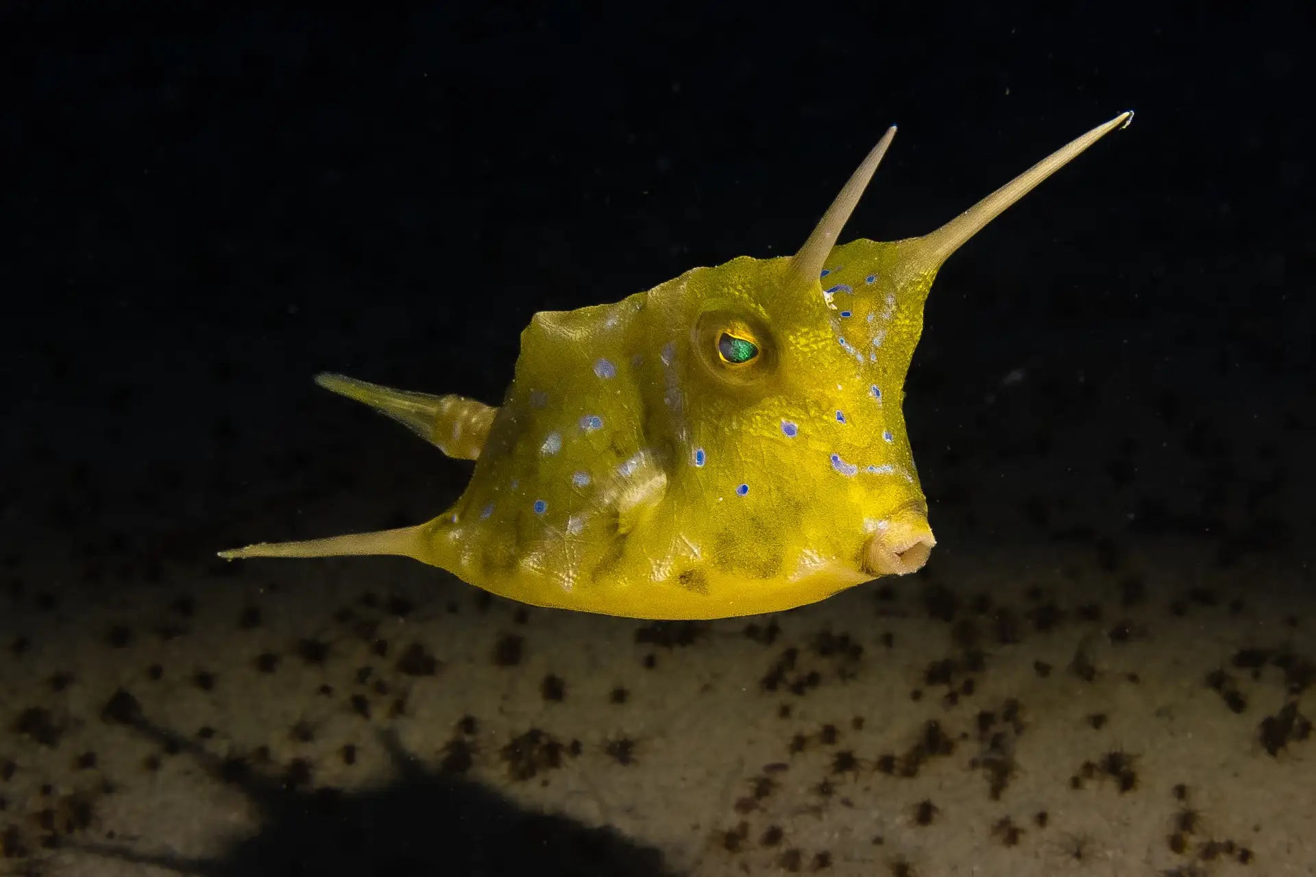 A Cowfish found at Le Meridien Maldives House Reef