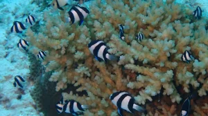 Humbug Damsel at Le Meridien Maldives House Reef