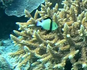 Indian humbug, Indian damsel, Cloudy dascyllus at Le Meridien Maldives House Reef