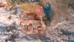 Blue-eyed hermit crab at Le Meridien Maldives House Reef