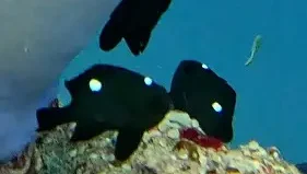 Three-spot humbug, Three-spot damsel, Domino damsel at Le Meridien Maldives House Reef