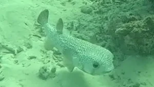 Black-spotted porcupinefish at Le Meridien Maldives House Reef
