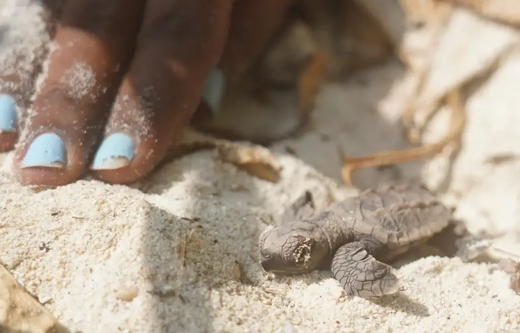 Baby Turtle at Sirru Fen Fushi