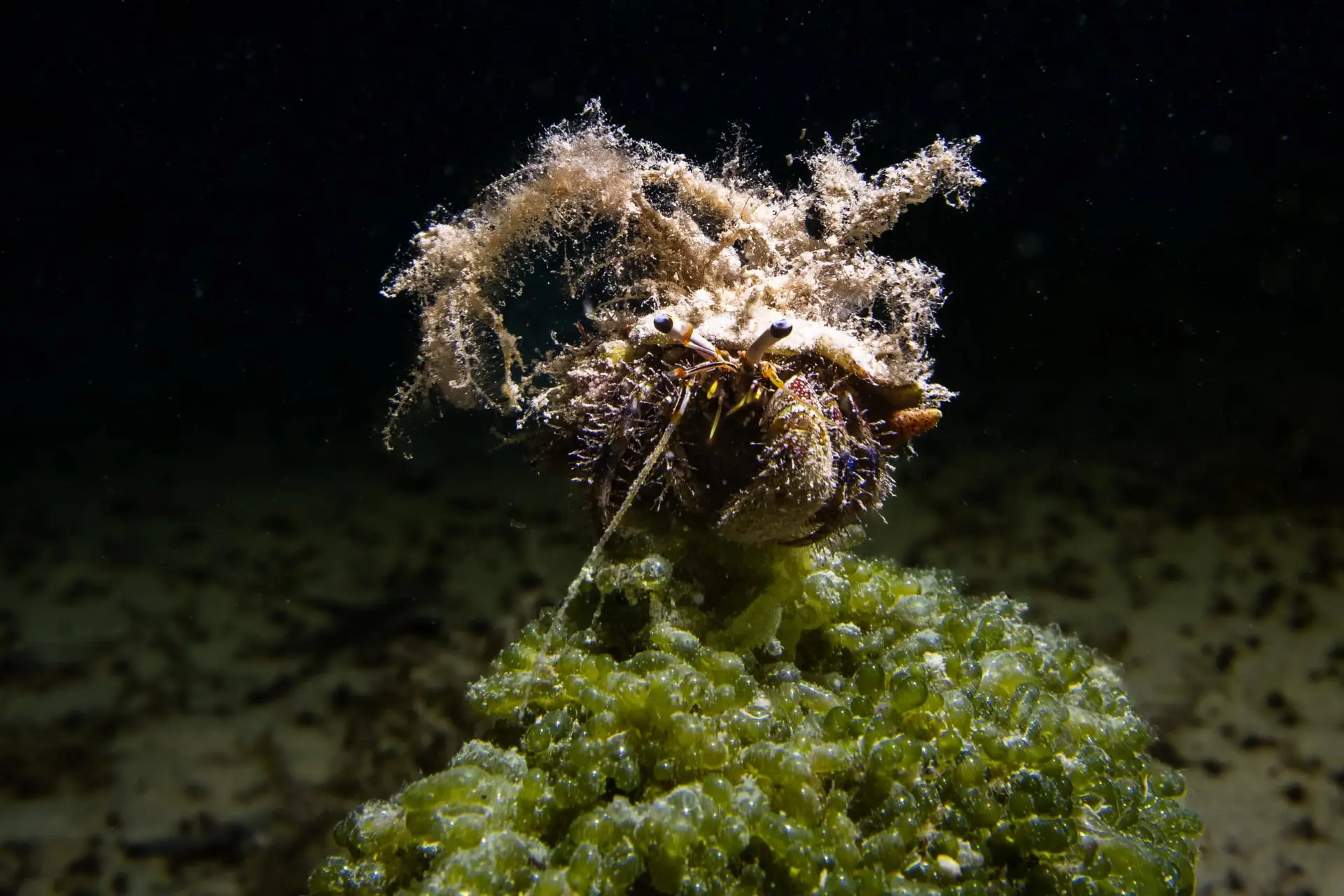 A Decoration Hermit Crab found at Le Meridien Maldives House Reef