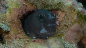 Bicolor blenny, Two color combtooth blenny at Le Meridien Maldives House Reef
