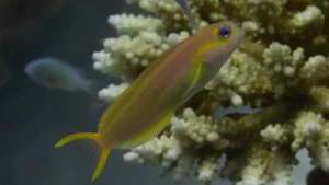 Midas blenny, lyre-tail combtooth blenny at Le Meridien Maldives House Reef