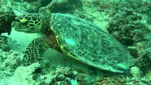 Hawksbill sea turtle at Le Meridien Maldives House Reef