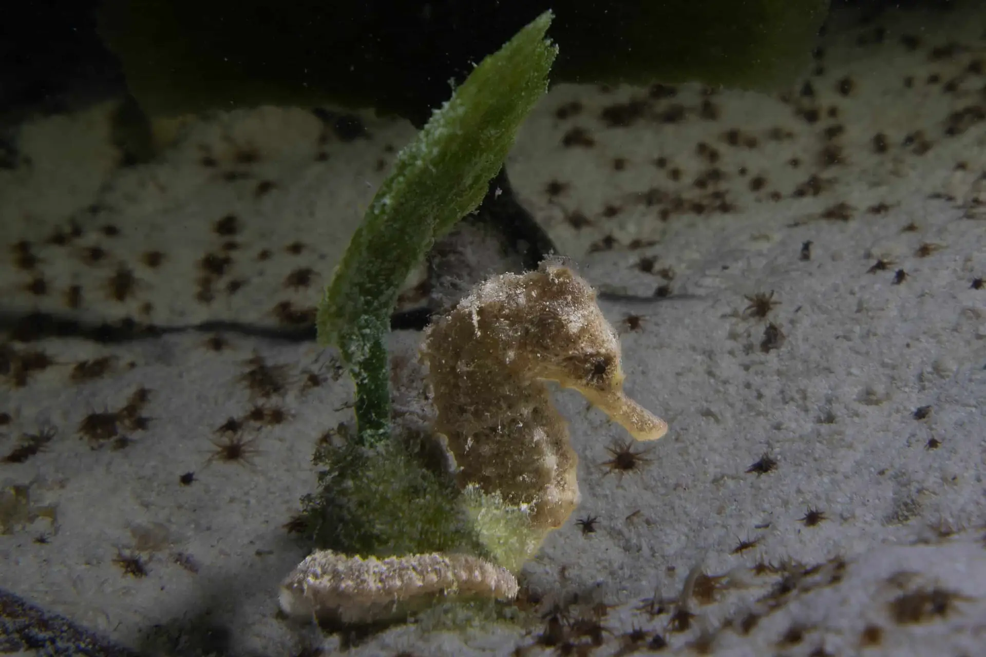A Estuary Seahorse found at Le Meridien Maldives House Reef