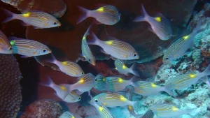 Goldspot emperor at Le Meridien Maldives House Reef