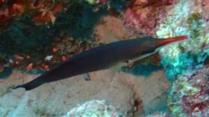 Bird wrasse at Le Meridien Maldives House Reef
