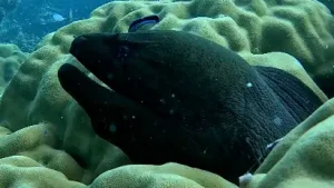Giant moray eel at Le Meridien Maldives House Reef