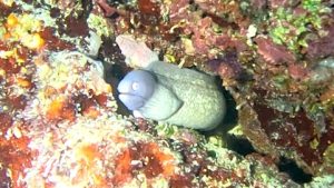 White-eyed moray eel at Le Meridien Maldives House Reef
