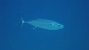 Dogtooth tuna at Le Meridien Maldives House Reef