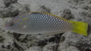 Checkerboard wrasse at Le Meridien Maldives House Reef