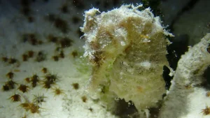 Common seahorse at Le Meridien Maldives House Reef