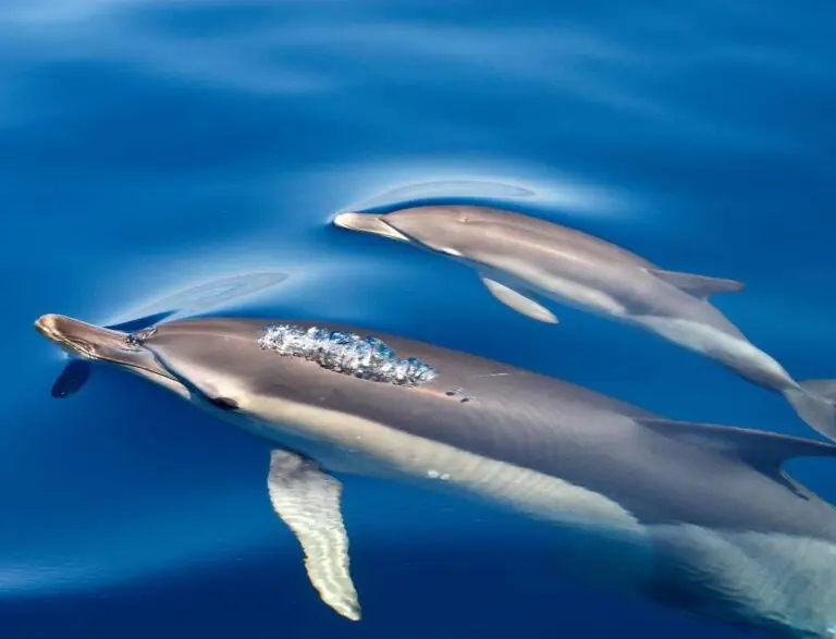 Hilton Maldives Activities Price List -Meet Cute Dolphins with Sub Oceanic Maldives at Hilton Maldives Amingiri Resort & Spa