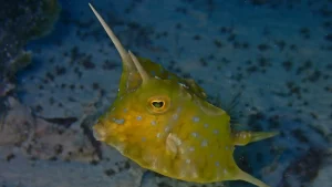 Longhorn cowfish at Le Meridien Maldives House Reef