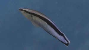 Blue-streak cleaner wrasse at Le Meridien Maldives House Reef
