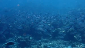 Humpback snapper at Le Meridien Maldives House Reef
