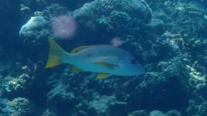 One-spot snapper at Le Meridien Maldives House Reef
