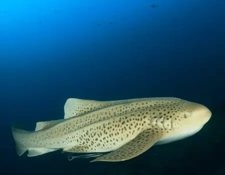 Leopard Shark at Sirru Fen Fushi Private Lagoon Resort Maldives