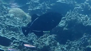 Indian triggerfish at Le Meridien Maldives House Reef