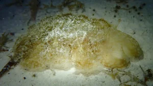 Green melibe at Le Meridien Maldives House Reef