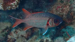 Lattice soldierfish, Violet soldierfish at Le Meridien Maldives House Reef