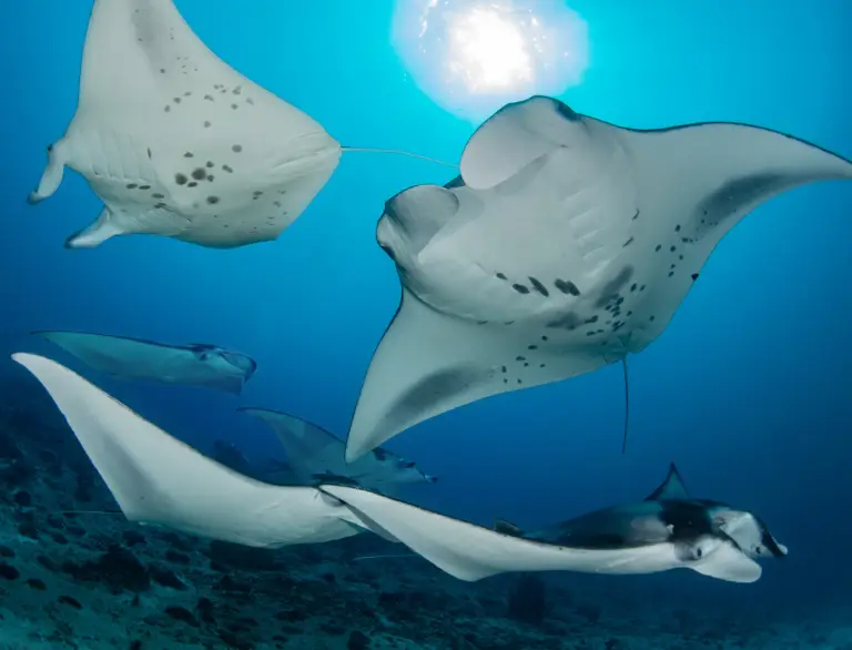 Eight Manta Rays on a Cleaning Station in Maldives. As good as a dive can get!