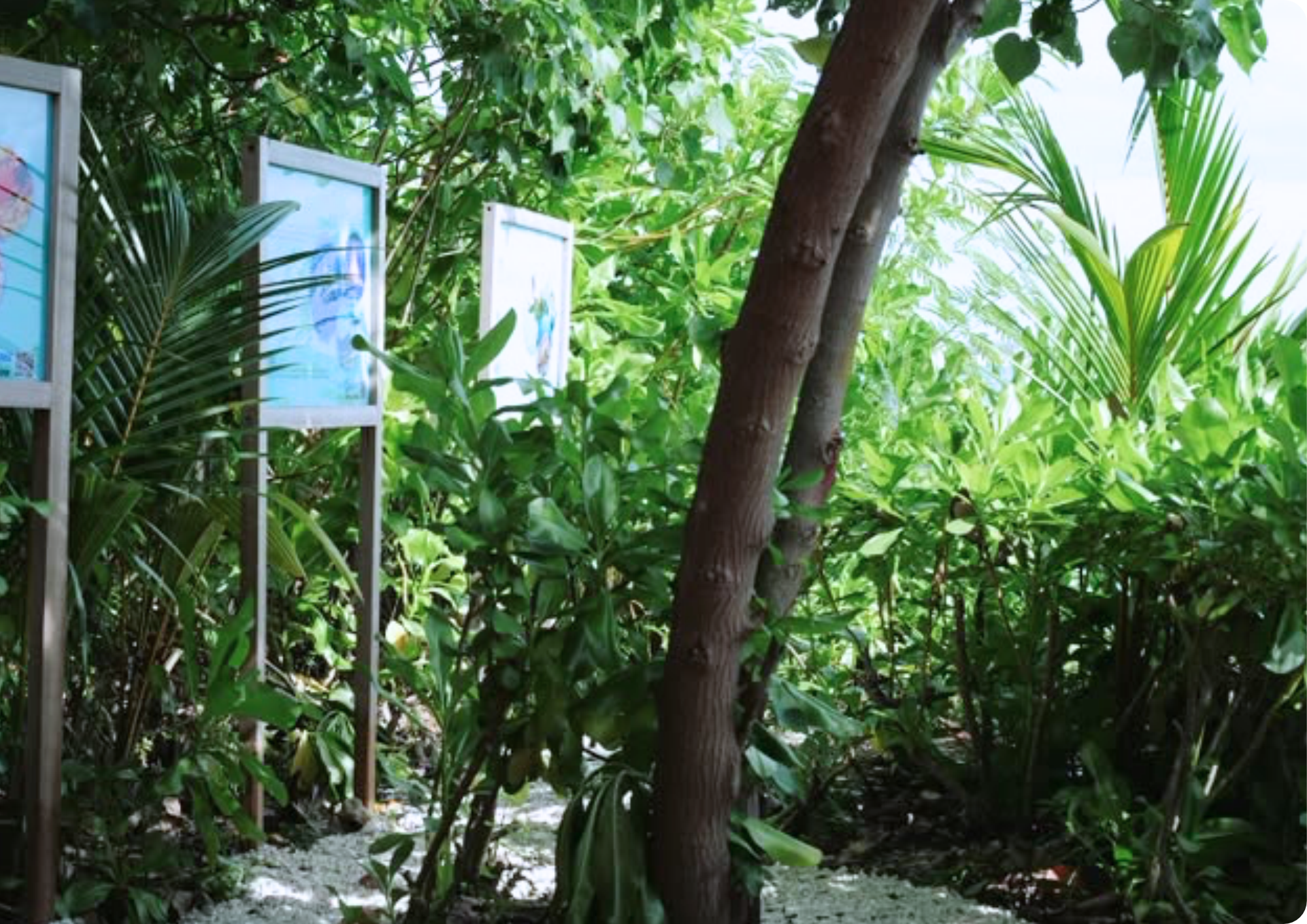 A picture of our Marine Biology Path At Hilton Maldives