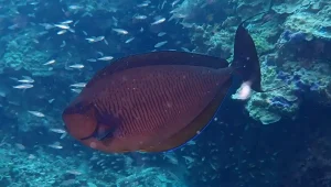 Bignose unicornfish at Le Meridien Maldives House Reef