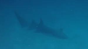 Nurse shark at Le Meridien Maldives House Reef