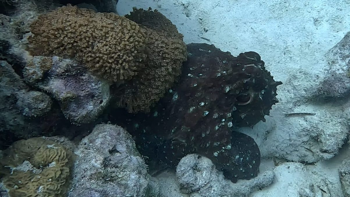 Day octopus at Le Meridien Maldives House Reef