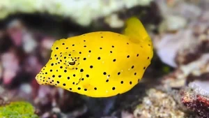 Yellow boxfish (Juvenile) at Le Meridien Maldives House Reef