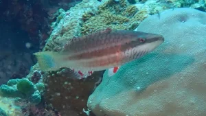 Cheek-lined maori wrasse, Bandchek wrasse at Le Meridien Maldives House Reef
