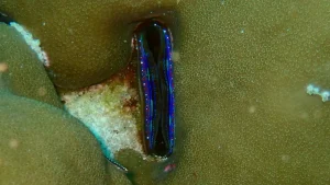Coral scallop, Iridescent scallop at Le Meridien Maldives House Reef