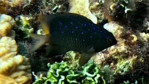 Jewel damsel, Whitespotted devil at Le Meridien Maldives House Reef