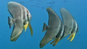 Longfin batfish, Tail-fin batfish at Le Meridien Maldives House Reef