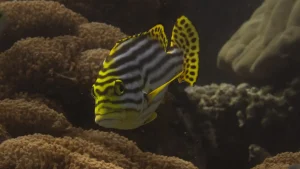 Oriental Sweetlips at Le Meridien Maldives House Reef