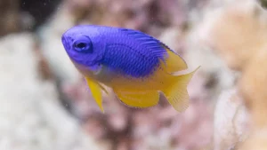 Caerulean damselfish, Blue-yellow damsel at Le Meridien Maldives House Reef