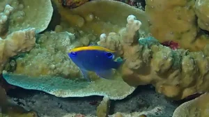 Indian Damsel at Le Meridien Maldives House Reef