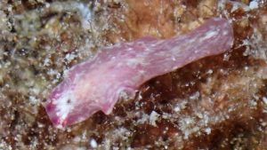 Gosliner flatworm at Le Meridien Maldives House Reef