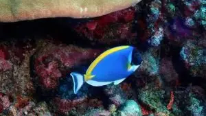 Powder blue surgeonfish, Powder blue tang AKA Dori (starring from Finding Nemo Movie) at Le Meridien Maldives House Reef