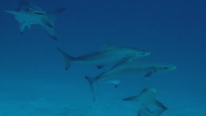Cobia, Black kingfish at Le Meridien Maldives House Reef