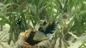 Picasso triggerfish at Le Meridien Maldives House Reef