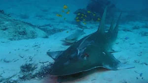 Guitarfish Whitespotted wedgefish at Le Meridien Maldives House Reef